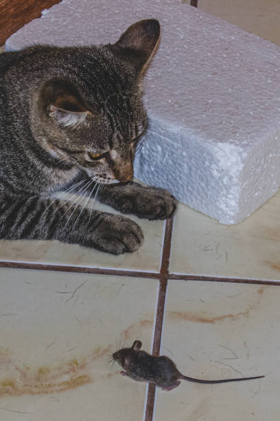 istock Domestic cat watching and getting ready to catch a little mouse 1324995470