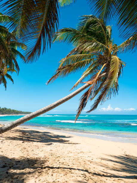 istock Tropical beach in Dominican Republic 1324995710
