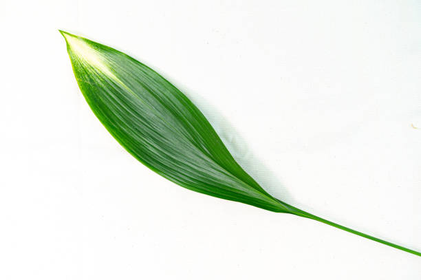 istock green leaves lying on a white background 1324995752