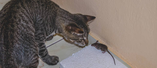 istock Domestic cat watching and getting ready to catch a little mouse 1324996402