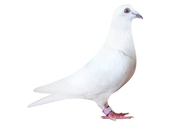 istock white feather of speed racing pigeon isolated on white background 1324996584