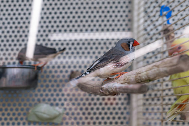 istock Little bird in a cage 1324996898