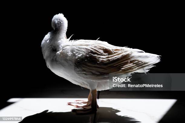 White Duck Standing Close To The Camera Domesticated Wild Animal With Sharp Lighting And Details Real Photo Of A Real Animal Stock Photo - Download Image Now