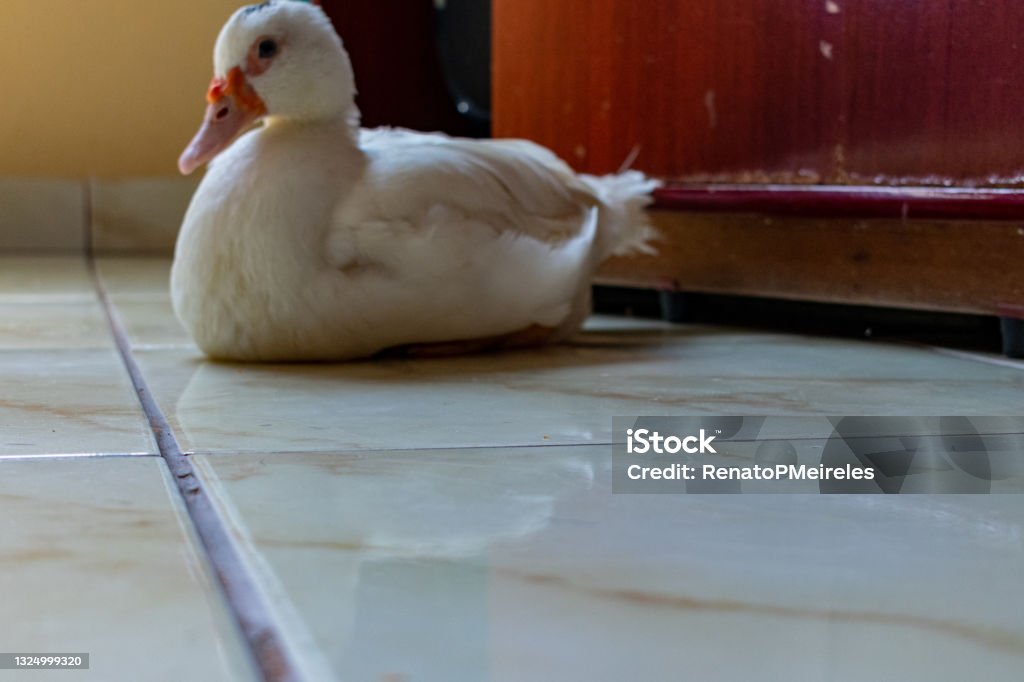 White duck standing close to the camera, domesticated wild animal, with sharp lighting and details. Real photo of a real animal. Close-up real photograph of a domesticated white duck. Anatomy Stock Photo