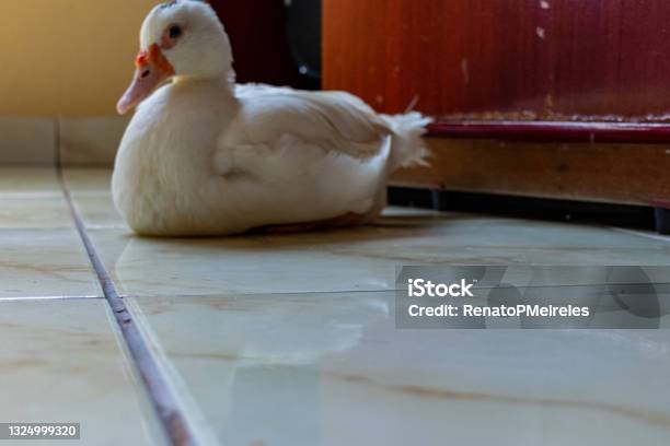 White Duck Standing Close To The Camera Domesticated Wild Animal With Sharp Lighting And Details Real Photo Of A Real Animal Stock Photo - Download Image Now