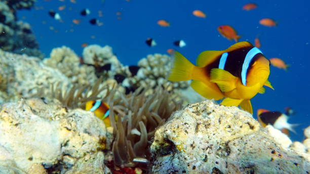 istock Clown fish amphiprion (Amphiprioninae). Red sea clown fish. 1324999410