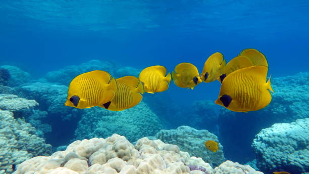 istock Butterfly fish on the Red Sea reef. 1324999465