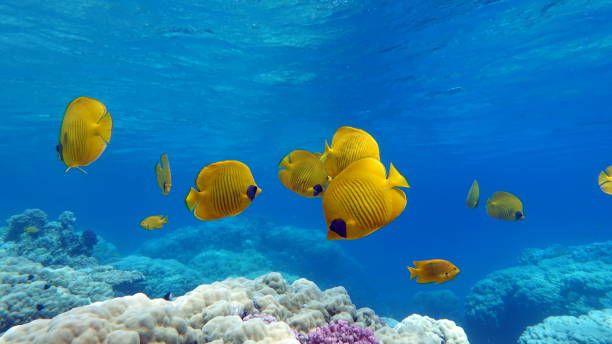 istock Butterfly fish on the Red Sea reef. 1324999469