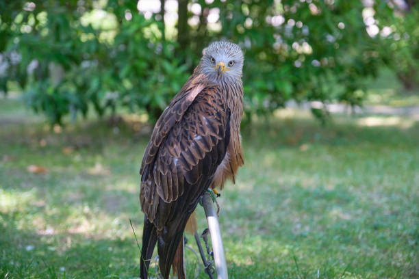 istock Red kite, Milvus milvus, eagle in Cabarceno Natural Park 1324999486
