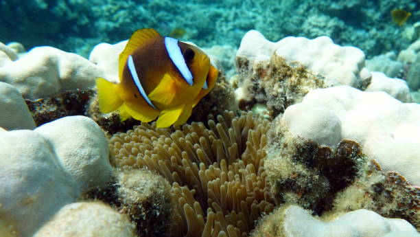 istock Clown fish amphiprion (Amphiprioninae). Red sea clown fish. 1325000092