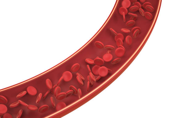 血管内の赤血球、3dレンダリング。 - 血管 ストックフォトと画像