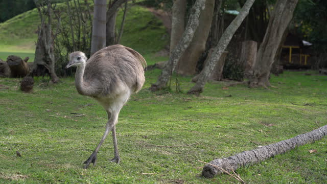 Emu in the breeding farm