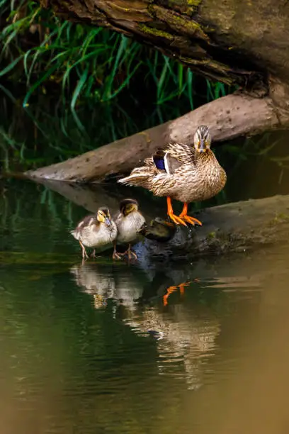 A wild mallard duck with ducklings