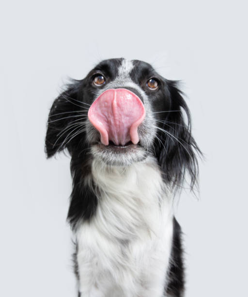 retrato cão faminto lambendo seus lábios com a língua para fora. isolado no fundo branco - dog eating pets licking - fotografias e filmes do acervo