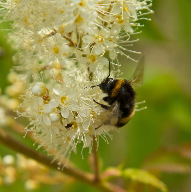 istock Bumblebee on meadowsweet flowers. 1325009094