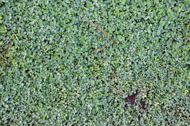 istock full frame of clover in morning dew 1325009534