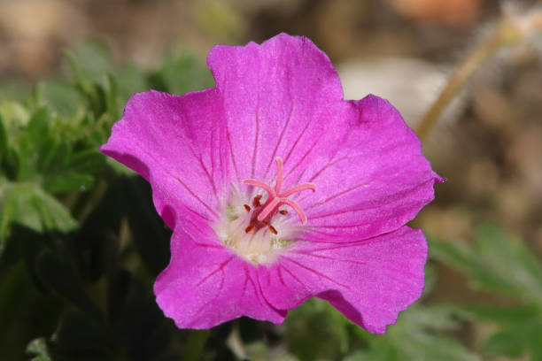istock Cultivated flowers - Garden flowers 1325010897