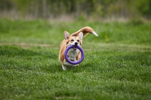 istock Happy Welsh Corgi Pembroke dog playing with puller in the spring park 1325011323