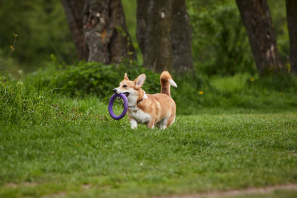 istock Happy Welsh Corgi Pembroke dog playing with puller in the spring park 1325012198