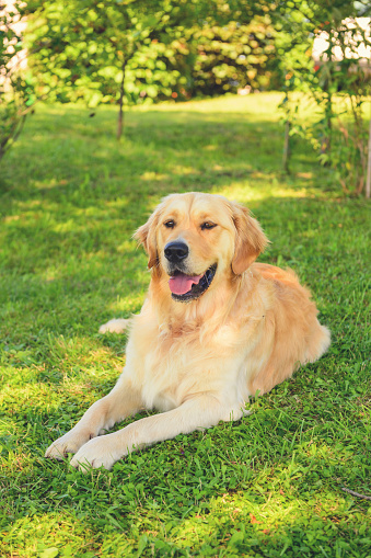 Golden retriever lying on the ground in a shade on a hot summer day