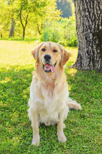 Golden retriever dog sitting in a shade on a summer day