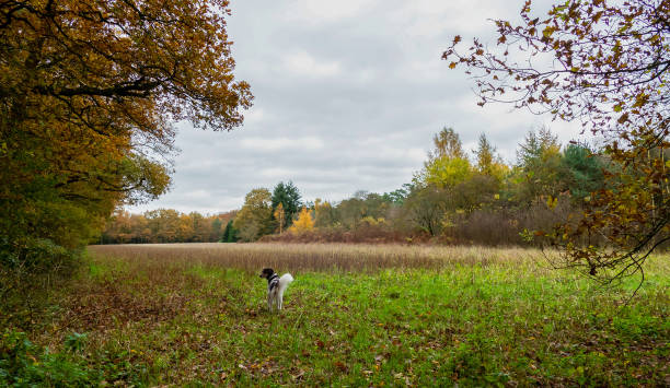 istock Forest scene with a dog on arable field in autumn colors 1325012529