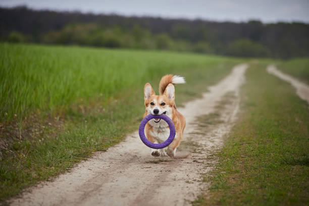 istock Happy Welsh Corgi Pembroke dog playing with puller in the spring field 1325012754