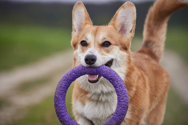 istock Happy Welsh Corgi Pembroke dog playing with puller in the spring field 1325012795