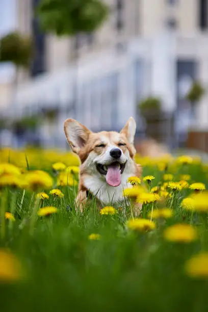 Photo of Happy Welsh Corgi Pembroke dog sitting in yellow dandelions field in the grass smiling in spring
