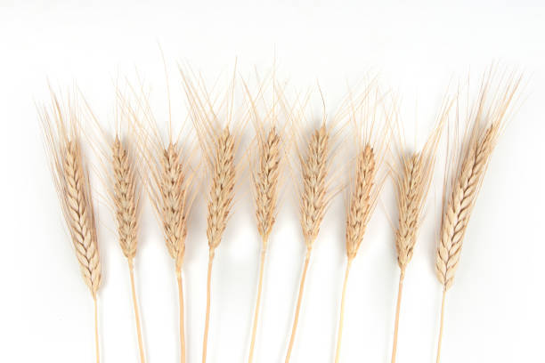 istock spikelets of wheat on a white background 1325012890