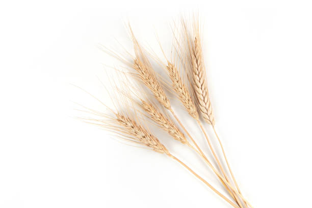 istock spikelets of wheat on a white background 1325012892