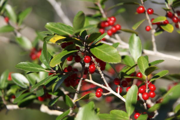 The small red fruits of Ilex or holly on the branches The small red fruits of Ilex vomitoria commonly known as yaupon or yaupon holly bearberry stock pictures, royalty-free photos & images