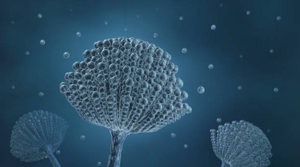 istock Black mold, Aspergillus fungi 1325014626