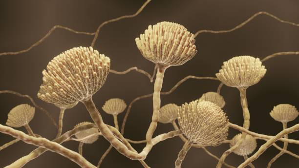 Mold fungi, Aspergillus, scientific accuarte 3d illustration Mold fungi close-up, Aspergillus fungus produces dangerous toxins and can cause lung infection or food poisoning hypha photos stock pictures, royalty-free photos & images