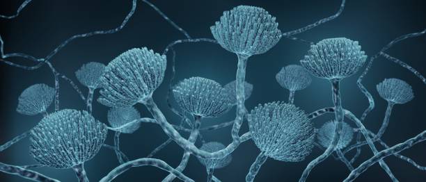 Mold close-up, Microscopic Aspergillus fungi 3d illustration Mold fungi close-up, Aspergillus fungus produces dangerous toxins and can cause lung infection or food poisoning fungus stock pictures, royalty-free photos & images