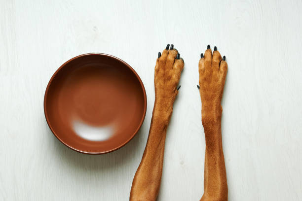 Hungry dog waiting for feeding Hungry dog waiting for feeding lying next to empty food bowl close-up dog bowl photos stock pictures, royalty-free photos & images