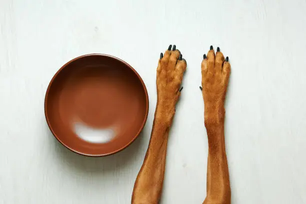 Hungry dog waiting for feeding lying next to empty food bowl close-up