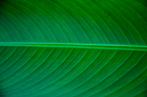 Detail of fresh green banana leaf texture background