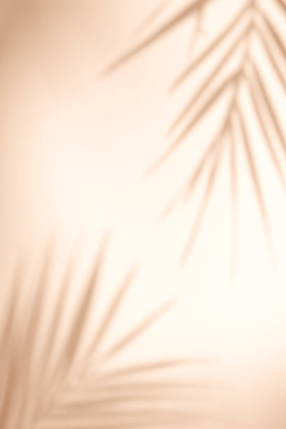 efecto superposición de sombras. sombras de palmeras tropicales y hojas en una pared beige a la luz del sol. sol suave. marco en blanco para el diseño - dappled light tree leaf fotografías e imágenes de stock