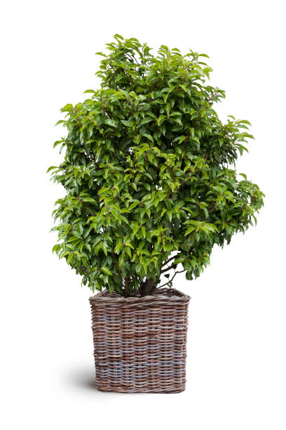cherry laurel in basket isolated on white background stock photo