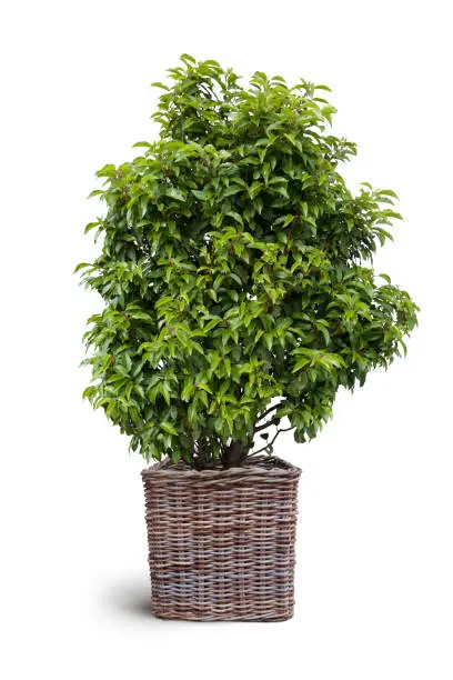 Photo of cherry laurel in basket isolated on white background