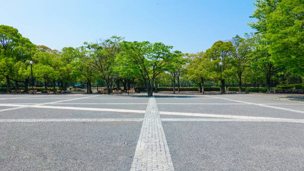 yoyogi park event plaza circondato da zelkova verde fresco - piazza foto e immagini stock
