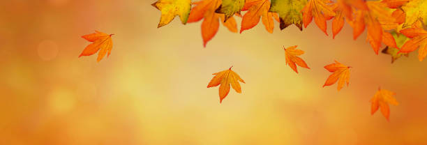 istock orange autumnal background with leaf of oak tree 1325018502