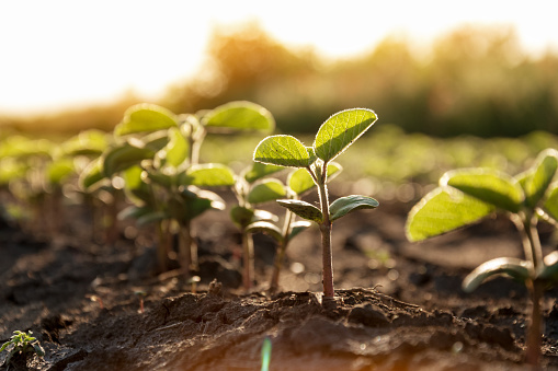 Delicate sprouts of soybeans grow in a row are drawn to the sun. Agricultural crops in the open field. Selective focus.