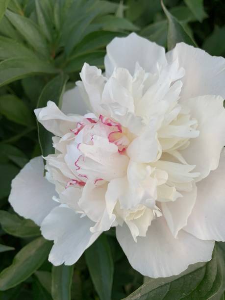 istock Very tender white peony, natural background 1325020603