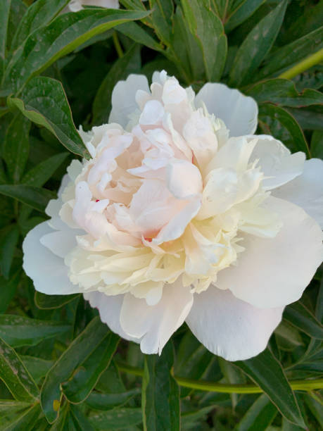istock Very tender white peony, natural background 1325021521