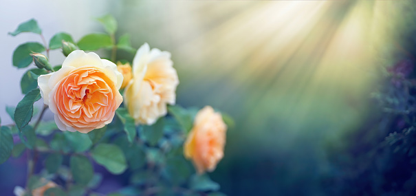 Some beautiful orange roses in the garden in the sunlight. Flowers garden roses in nature in the open air with soft focus.