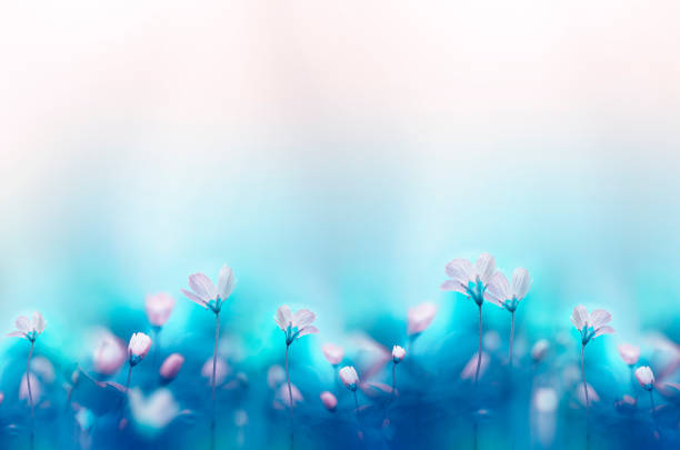 flores blancas del bosque de primavera ondula sobre un hermoso fondo azul claro suave. - warm welcome fotografías e imágenes de stock