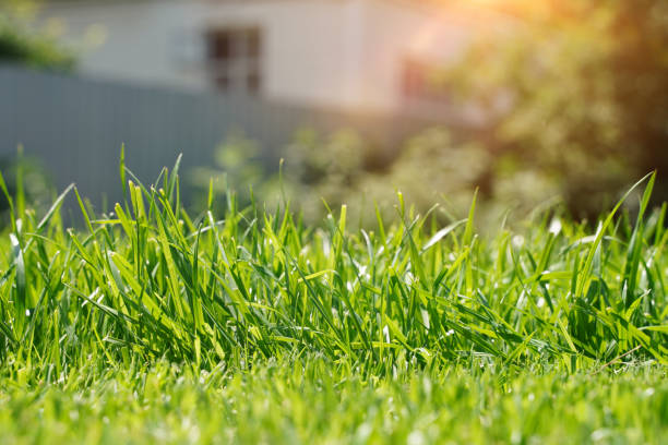 istock Close up of grass field - Blur Background 1325022466