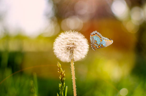 istock Dandelion flower and butterfly on sunlight 1325023667